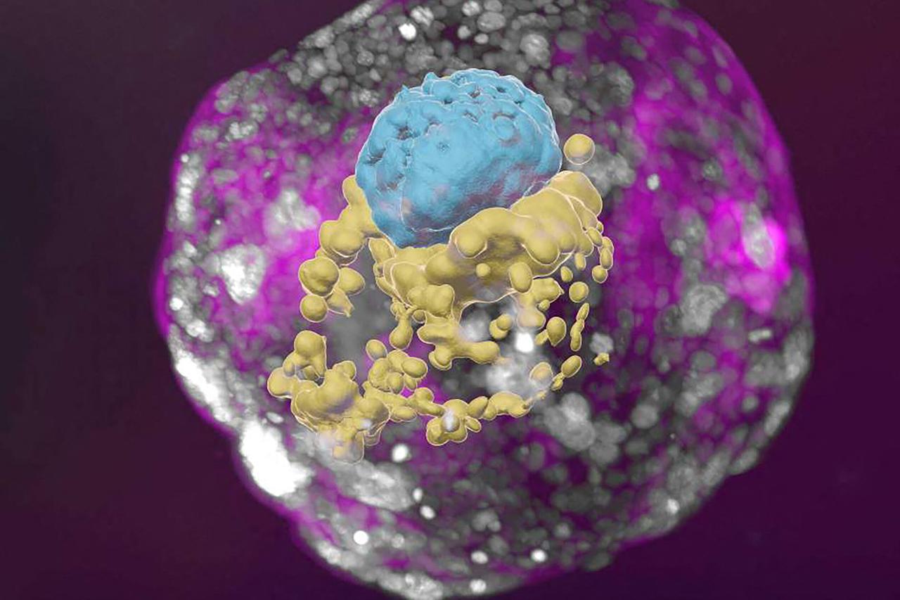 Znanstvenici stvorili model ljudskog embrija bez spermija ili jajnih stanica