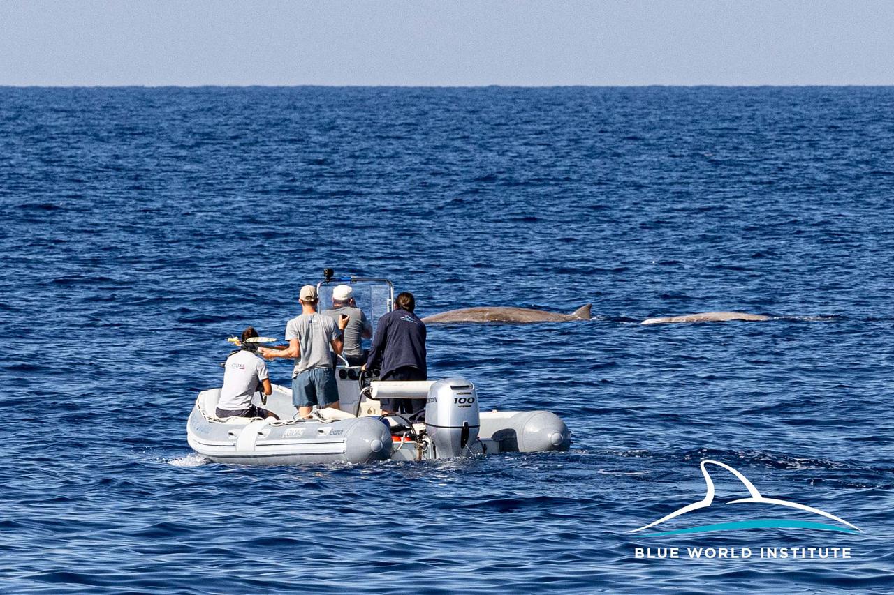 Istraživanje kitova u Jadranu