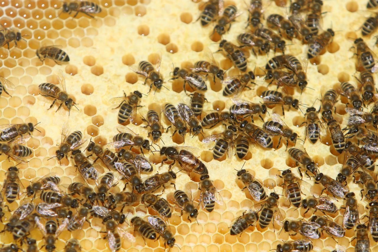 Međunarodni dan pčela obilježava se 20. svibnja