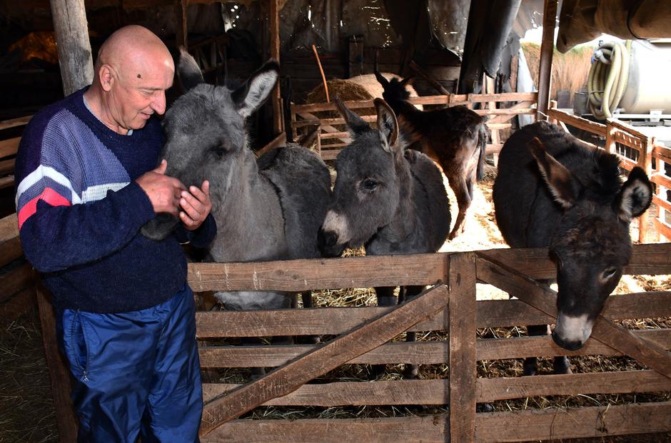 Kutjevo: Milan Metić na svom OPG-u uzgaja magarce