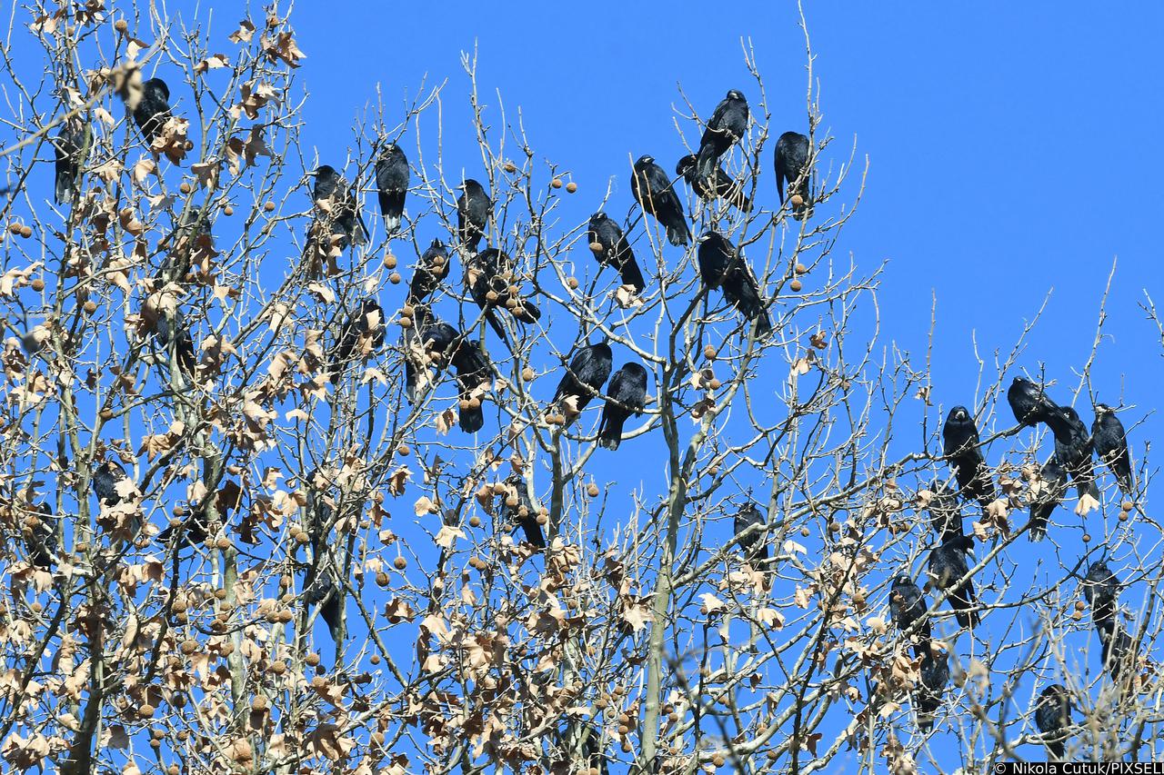Sisak: Jato vrana odmara u krošnjama drveća