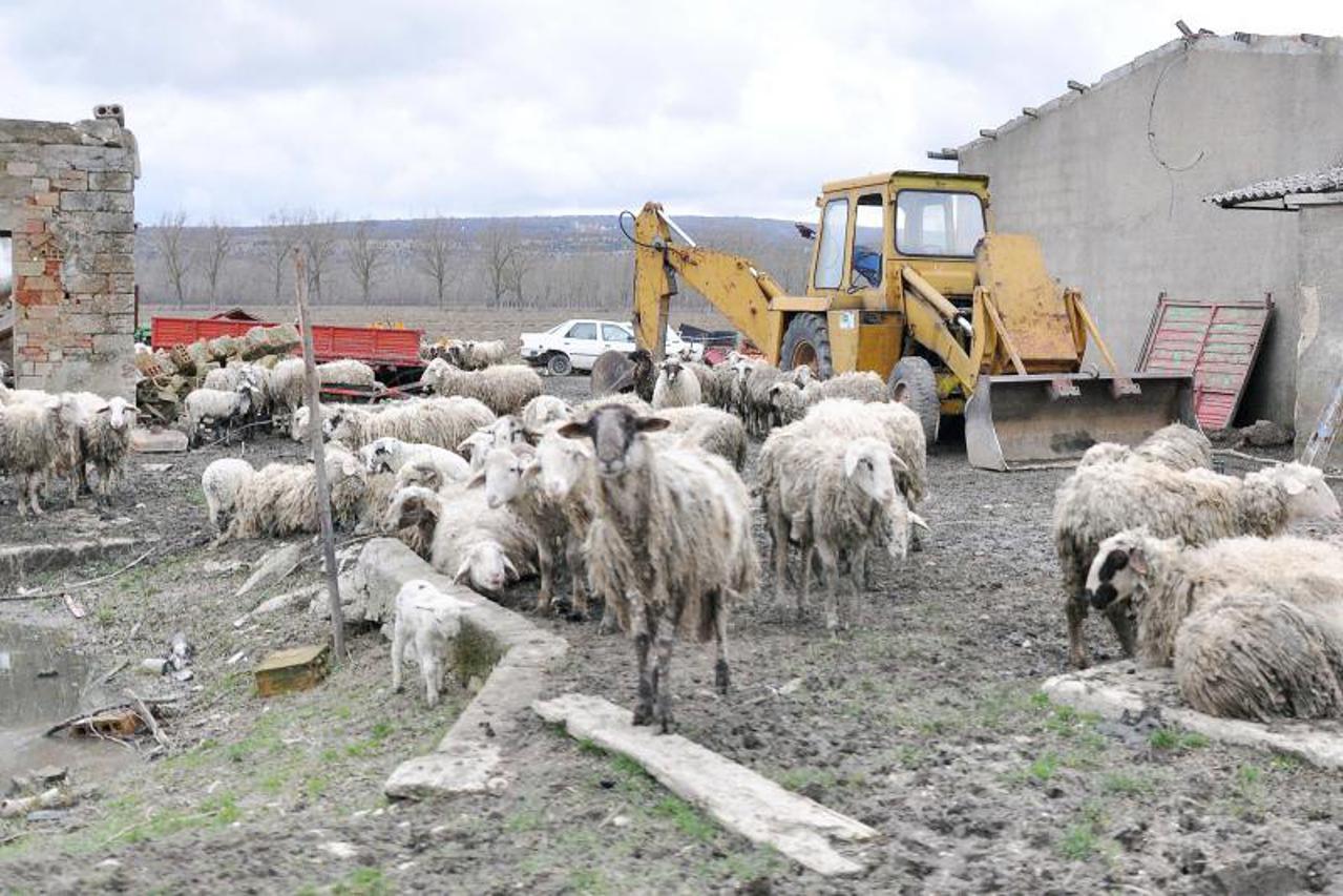 izgladnjele životinje,ovce,mučenje životinja