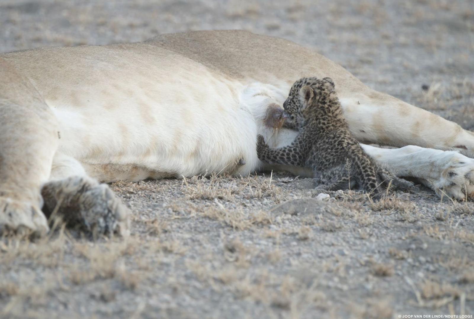 Lavica je nedavno na svijet donijela male laviće koji su otprilike jednako stari kao i leopard. 
