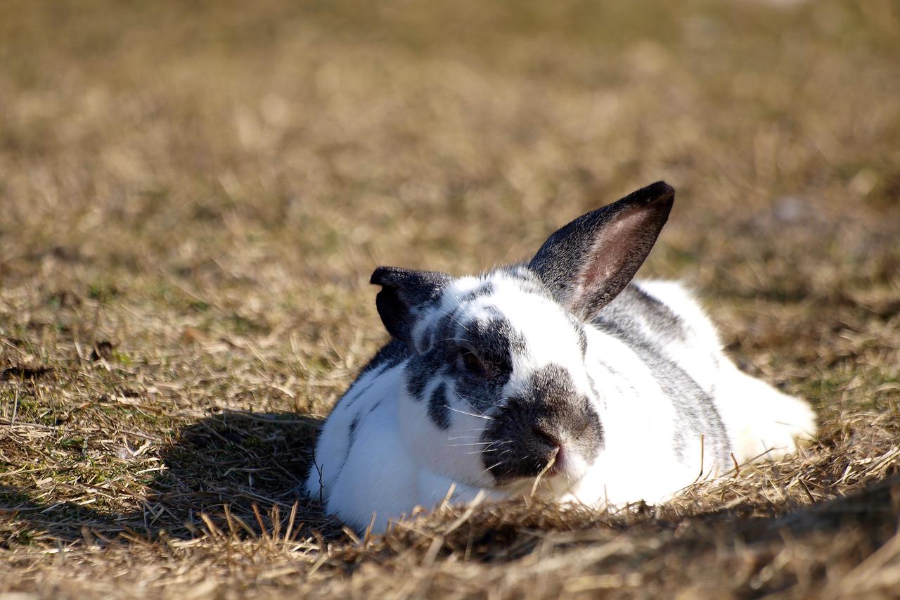 20.01.2011., Zapresic - Odbaceni kunici i zecevi pronasli su novi dom u sklonistu za zeceve