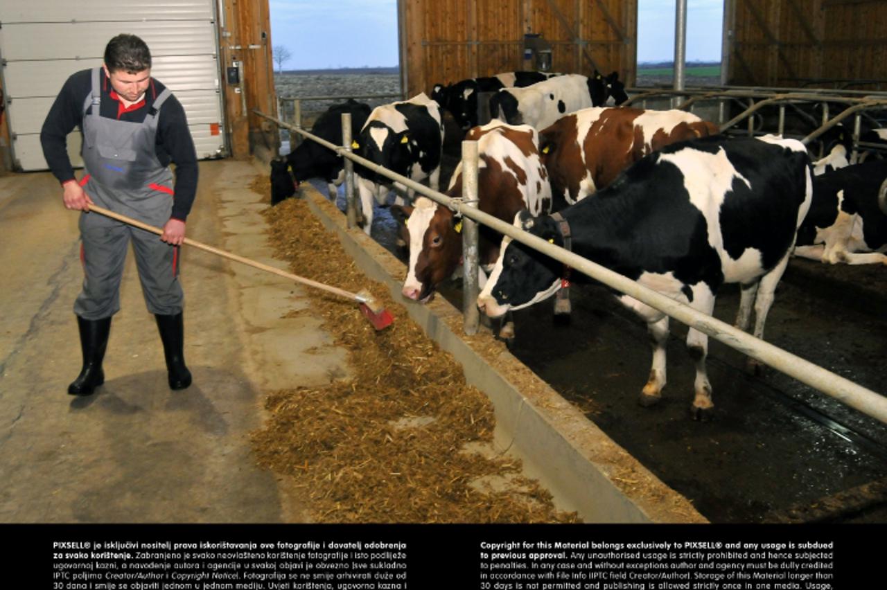 'SPECIJAL MOJA ZEMLJA 27.11.2012., Tordinci - Farmer Davor Adzic je uz farmu mljecnih krava izgradio pogon za proizvodnju struje od kravljeg stajnjaka.  Photo: Goran Ferbezar/PIXSELL'