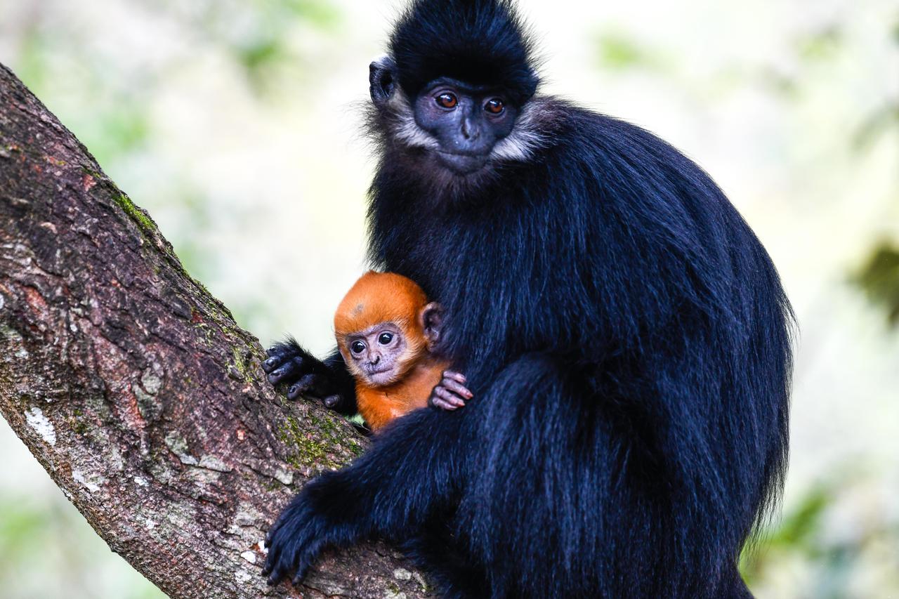 Kina: Majmun s mladun?etom u nacionalnom prirodnom rezervatu