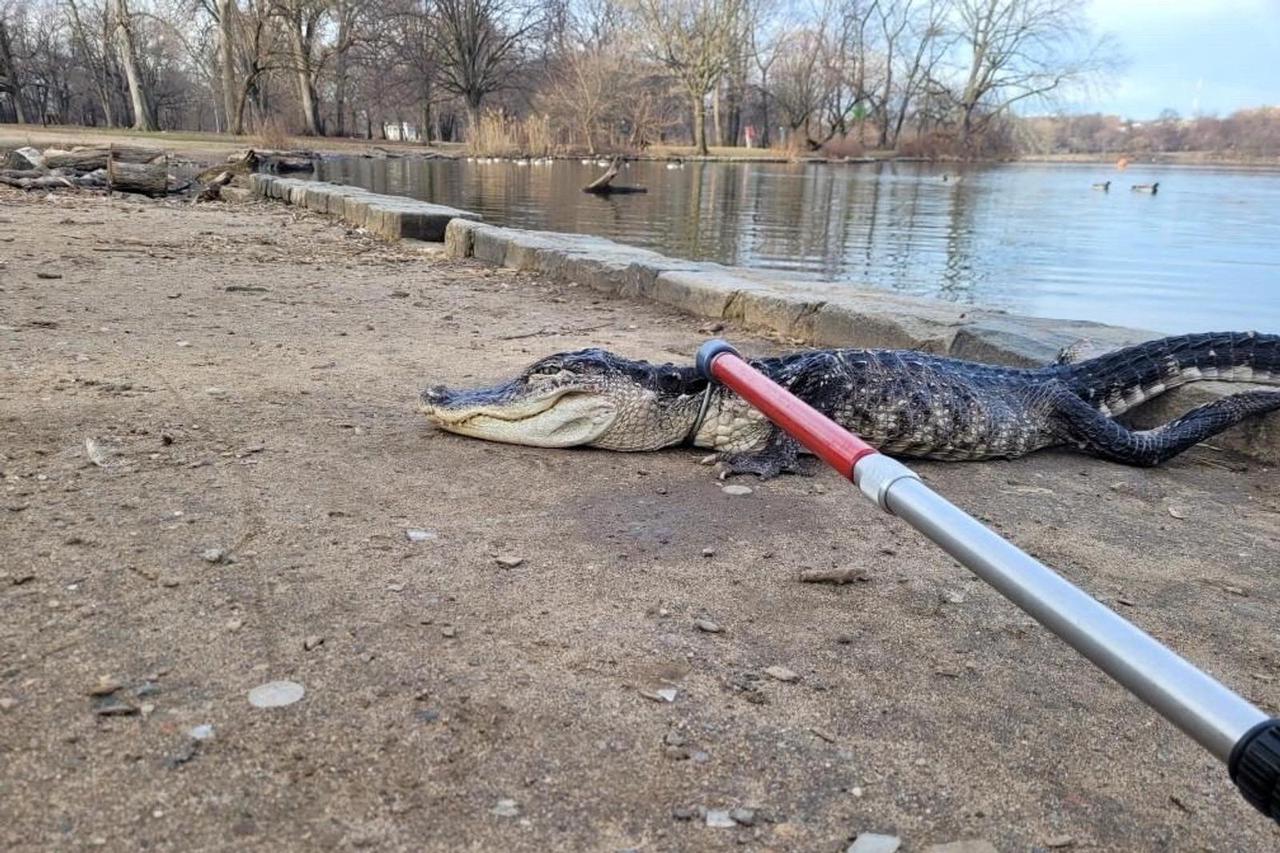Alligator found in New York's Prospect Park