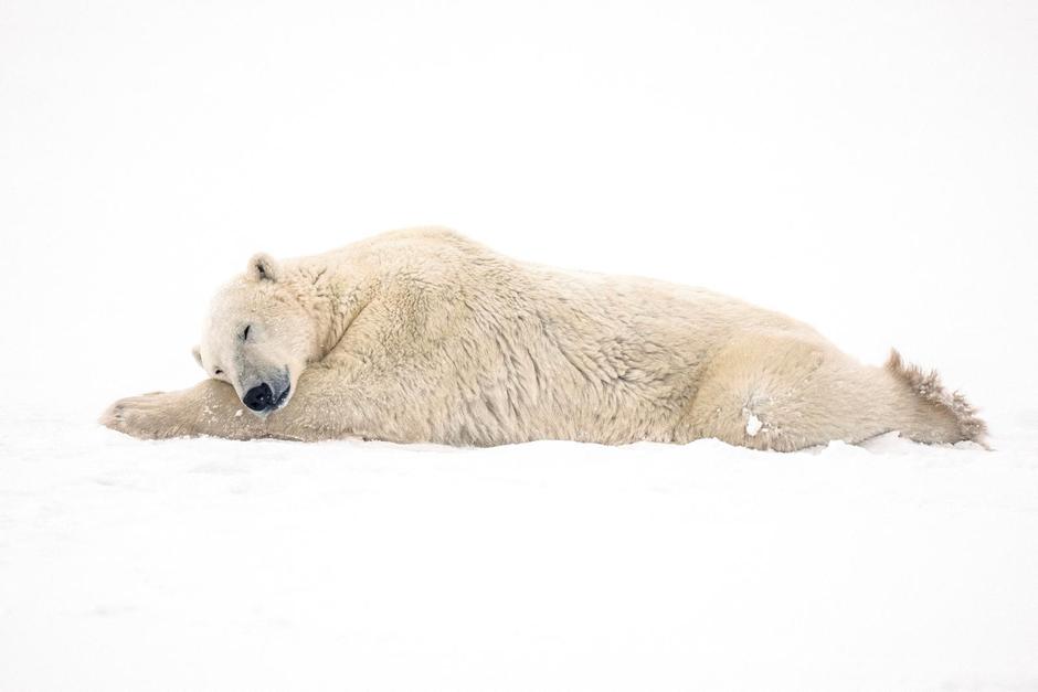 FILE PHOTO: Churchill, Manitoba, Canada during polar bear season