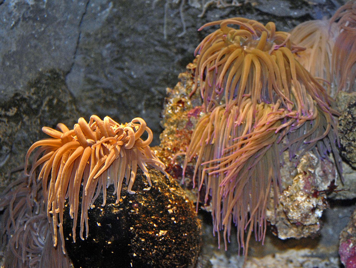 Vlasulje nalikuju morskom bilju, međutim spadaju u red žarnjaka. Vlasulje na svojim lovkama sadržavaju žarnice ispunjene otrovom. 