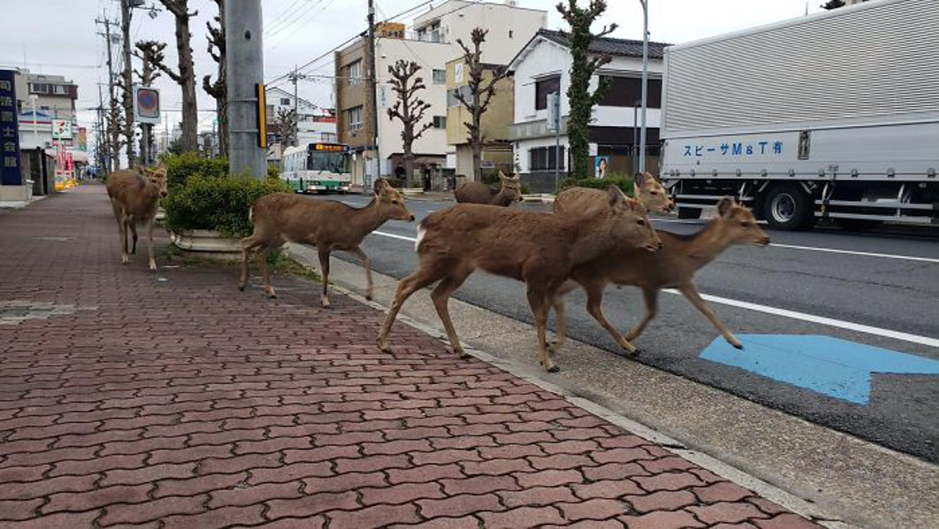 Inače se nalaze u parku Nara, gdje su postali već prava turistička atrakcija, ali sada su u potrazi za hranom izašli i na ulice.