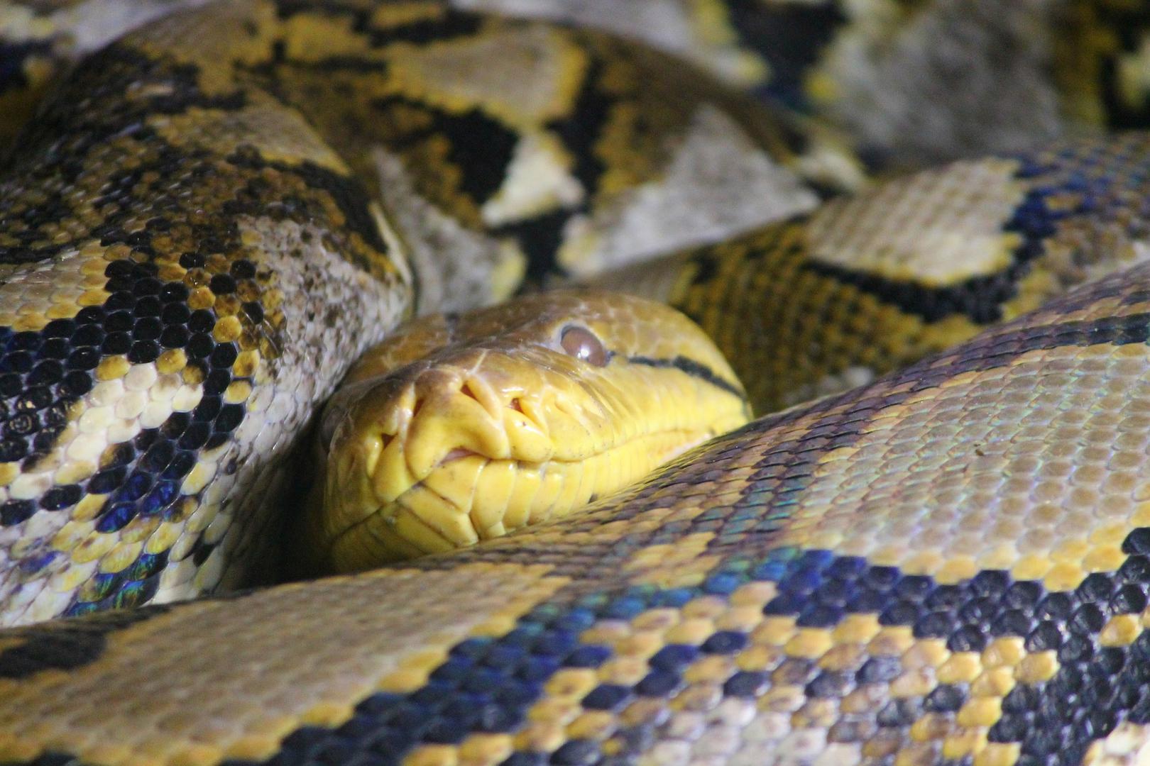 1. Osobe koje izvlače otrov iz nekih od najopasnijih zmija na svijetu, poput čegrtuša i kobri. Otrov se često koristi za stvaranje protuotrova, a može se prodat za do 1000 dolara po gramu. 