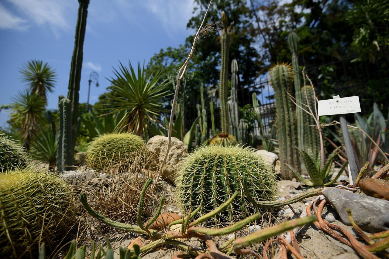 Nepozanti počinitelj ukrao kaktus iz Botaničkog vrta starog 60 godina