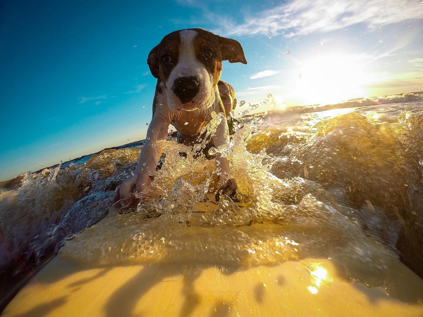 5. Instruktori surfanja za pse mogu se pronaći u pojedinim oceanskim odmaralištima. Kao što samo ime opisuje, oni uče pse surfati. Neki, naime, podučavaju samo pse, a nekima se i vlasnici mogu pridružiti.