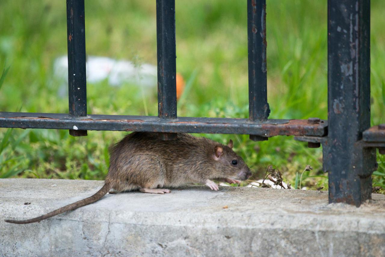 US-NEWS-NYC-RATS-BILLS-NY