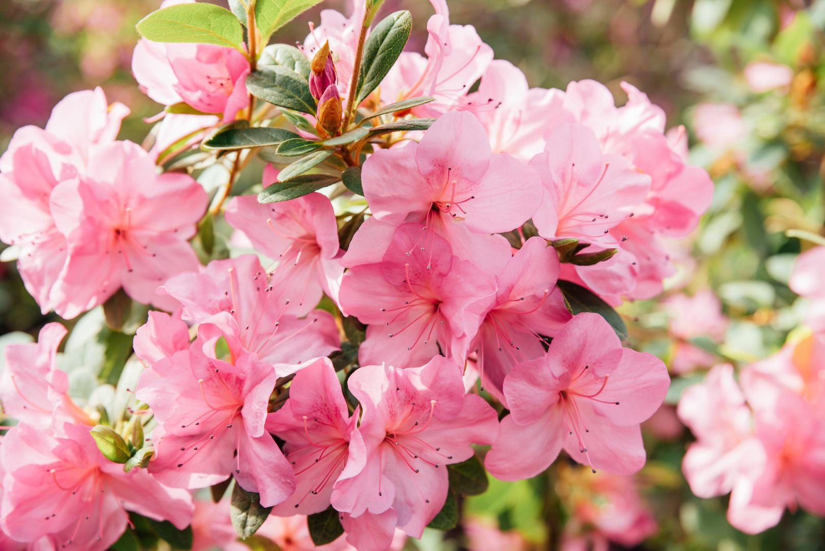 Azaleje i rododendroni: Sadrže 'sivanotoksine', koji su otrovni za pse i mogu uzrokovati povraćanje i otežano disanje da navedemo samo neke od simptoma, međutim treba pojesti veliku količinu ove biljke da bi se javili teži simptomi.