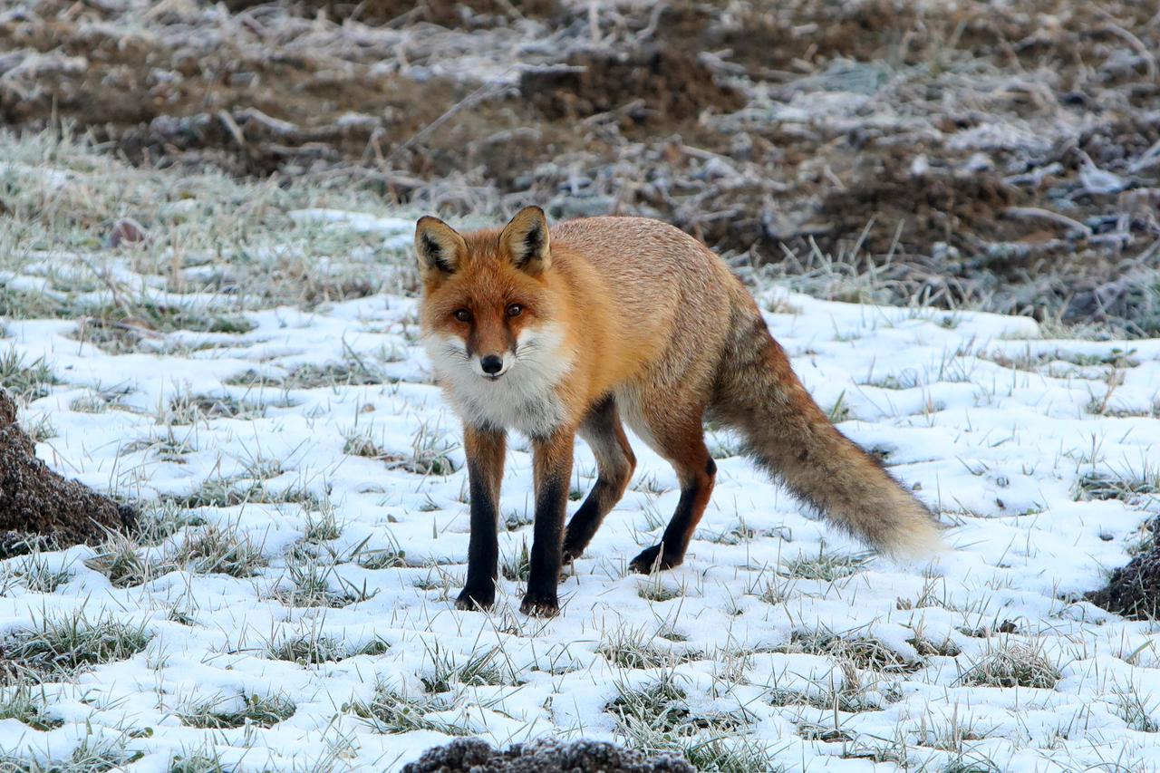 Znatiželjna lisica spremno je pozirala na snijegu