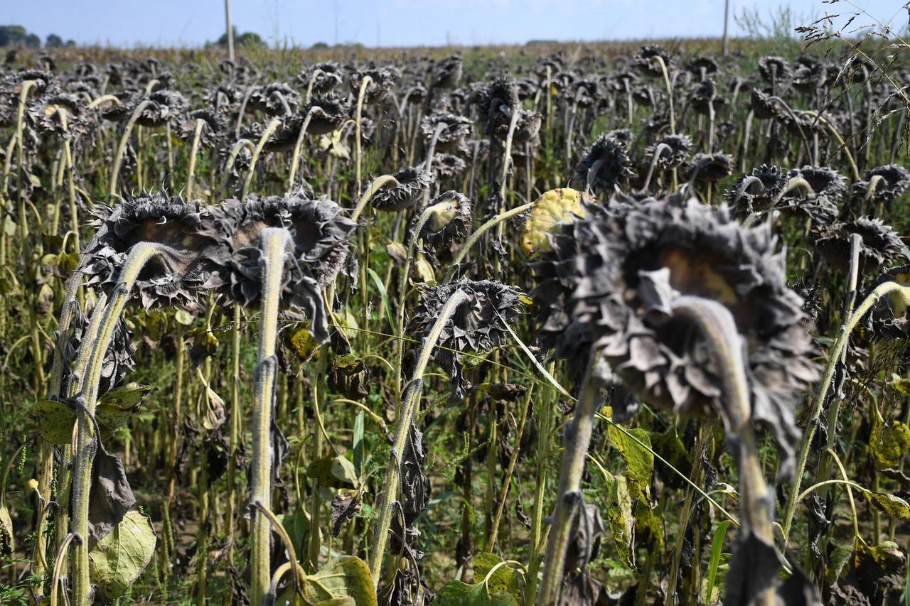 Podravska polja suncokreta nakon dugotrajne suše