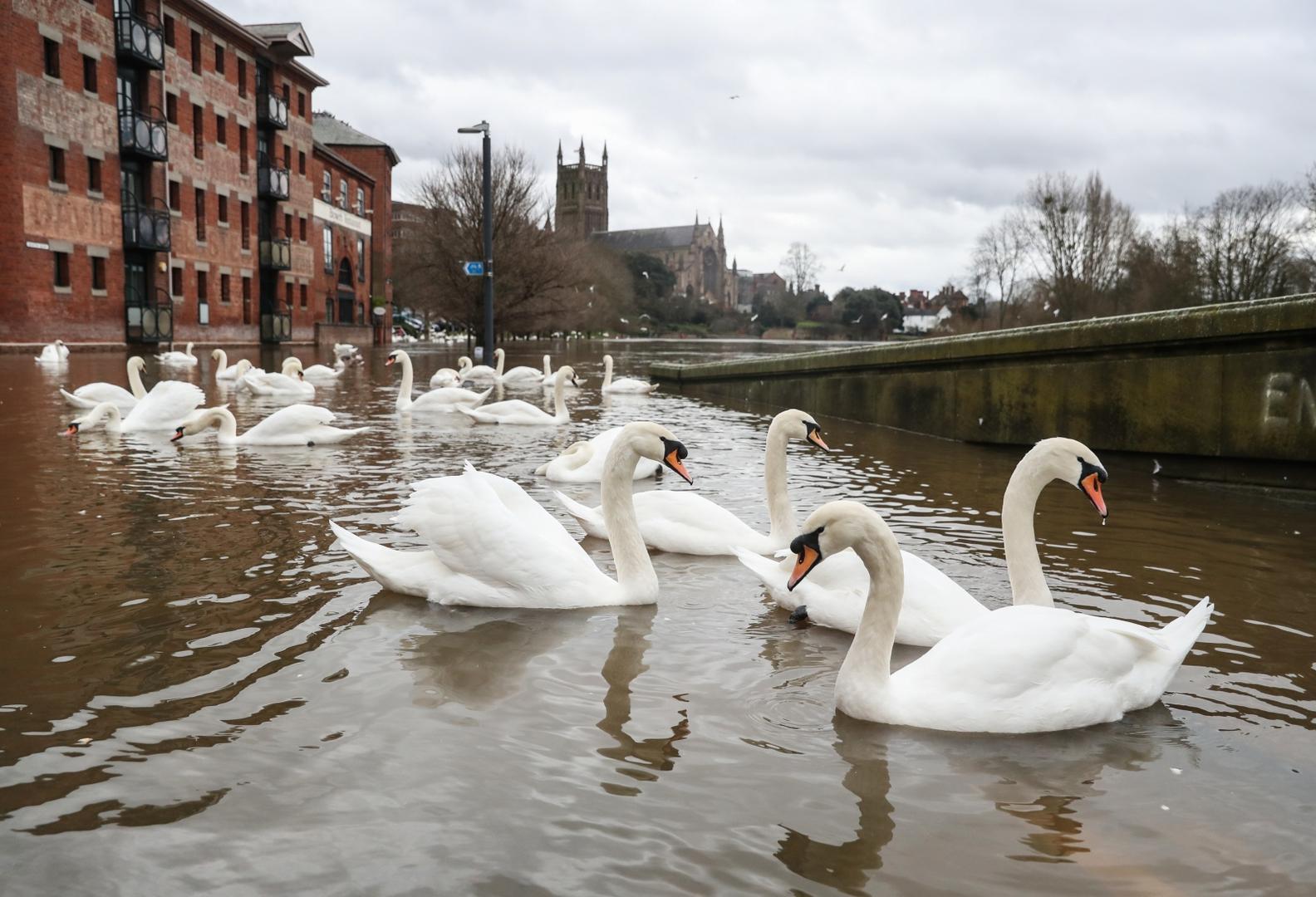 Winter weather Dec 25th 2020 Swans swim in the flood water of the River Seven in Worcester. David Davies  Photo: PA Images/PIXSELL