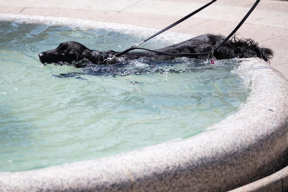 Pas se odlučio osvježenje potražiti u hladnoj vodi Manduštevca