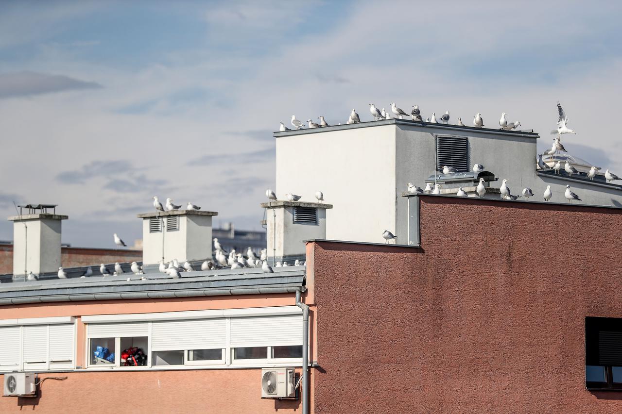 Nesvakidašnji prizor u Zagrebu, galebi zauzeli krovove zgrade u naselju Savica