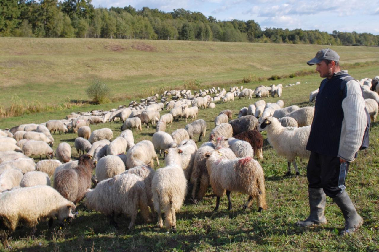 'karlovac pastir stipe filipovic sa ovcama na pasi na kanalu kupa-kupa,131009 photo: kristina stedul fabac/VLM'