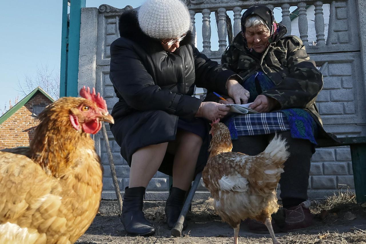 A local resident (R) looks through a ballot brought by an election commission member (L) during a parliamentary election, with a chicken seen nearby, near her house in the village of Havronshchyna near Kiev, October 26, 2014. Ukrainians voted on Sunday in