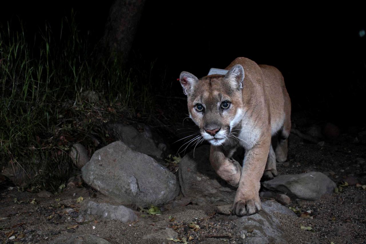 A trail camera picture of mountain lion P-22