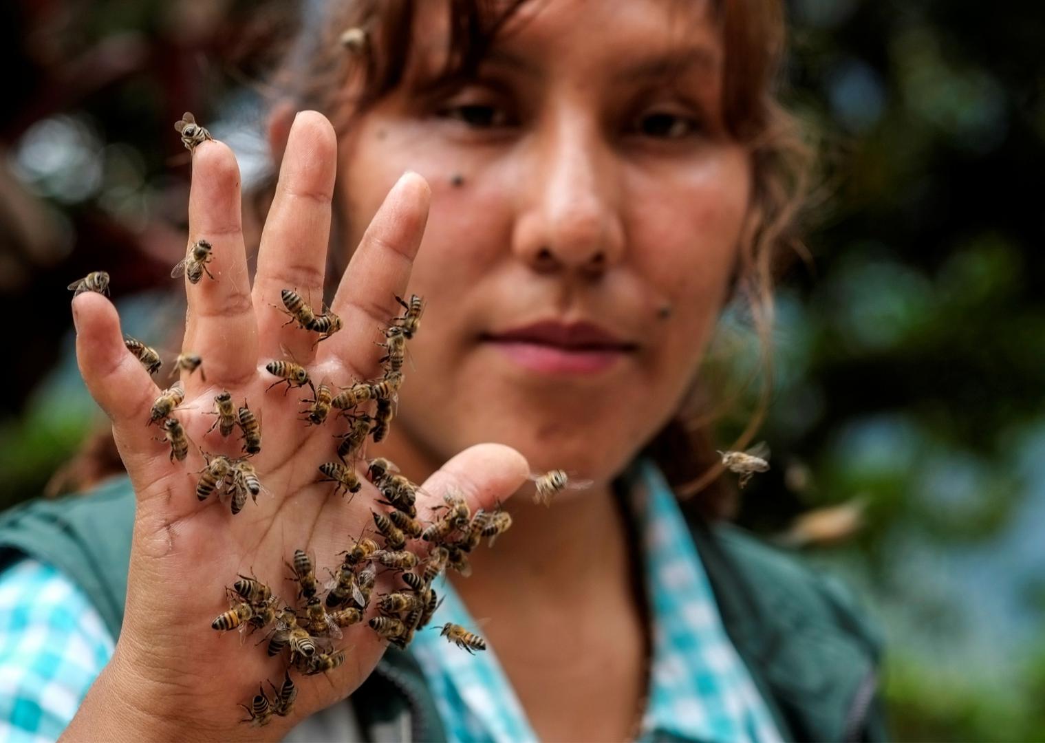 Cynthia Callizaya shows bees on her hand at her bee sanctuary Las Orquideas Ecoparque in Cotapata, Yungas Cynthia Callizaya shows bees on her hand at her bee sanctuary Las Orquideas Ecoparque in Cotapata, Yungas, Bolivia, January 13, 2021. Picture taken January 13, 2021. REUTERS/David Mercado DAVID MERCADO