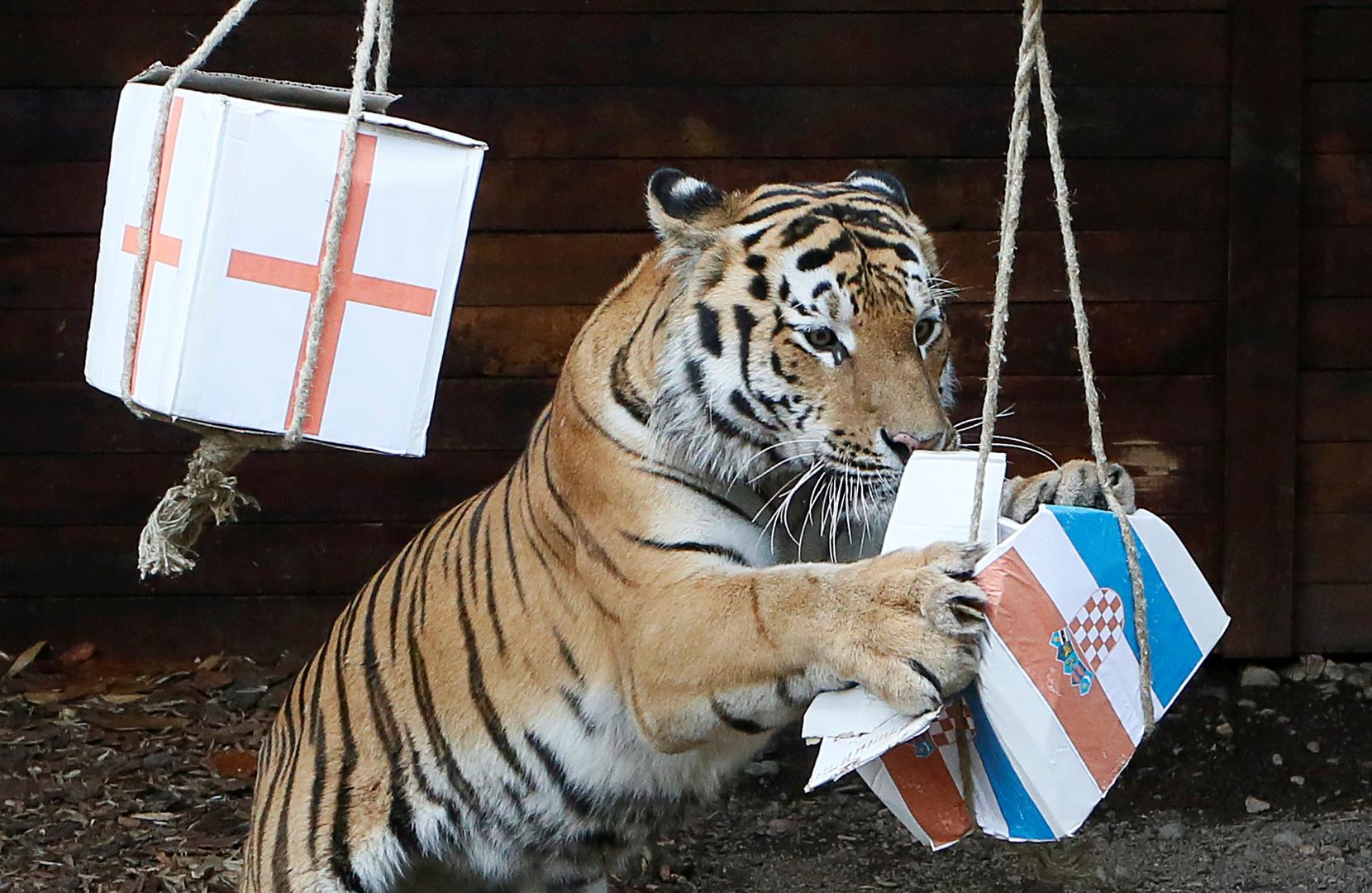U Zoološkom vrtu u Krasnojarsku sibirski tigar izabrao je svoju kutiju s hranom, bez mnogo dvojbi odmah je dohvatio onu s hrvatskom zastavom