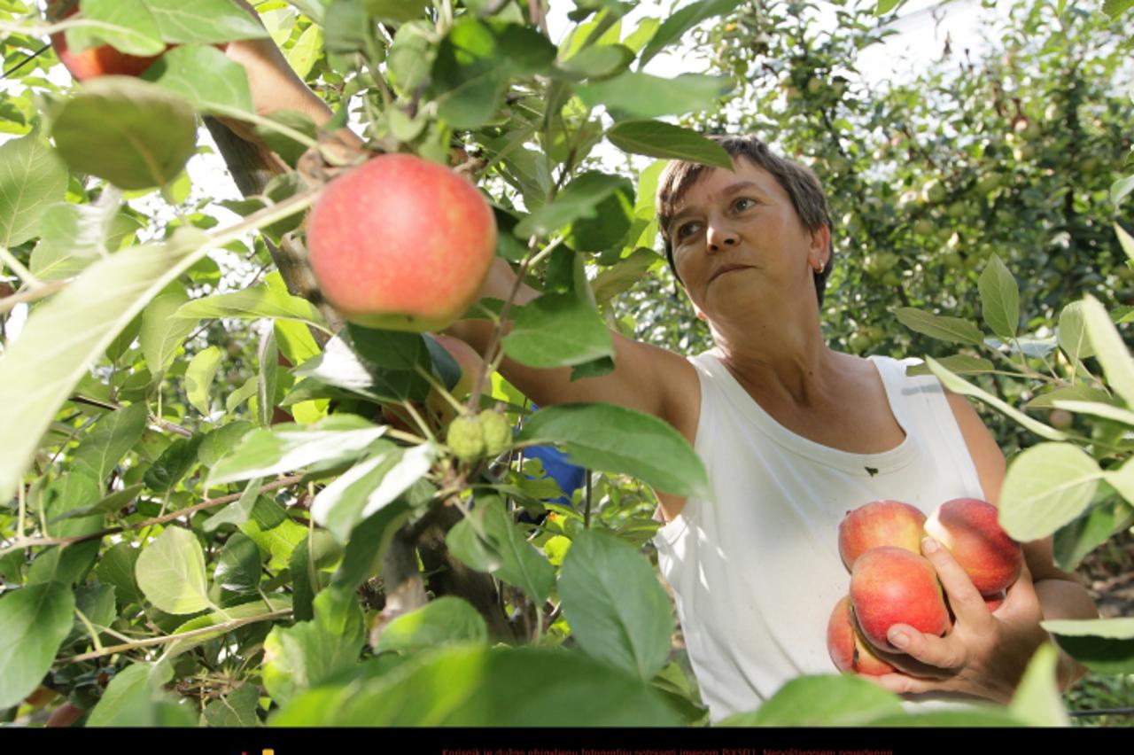 \'30.08.2011., Koprivnica - Berba jabuka na plantazi obitelji Levak iz Novigrada Podravskog je u punom jeku. Kvaliteta tog voca je zbog puno susnih dana puno bolja nego prosle godine, a ocekivani urod