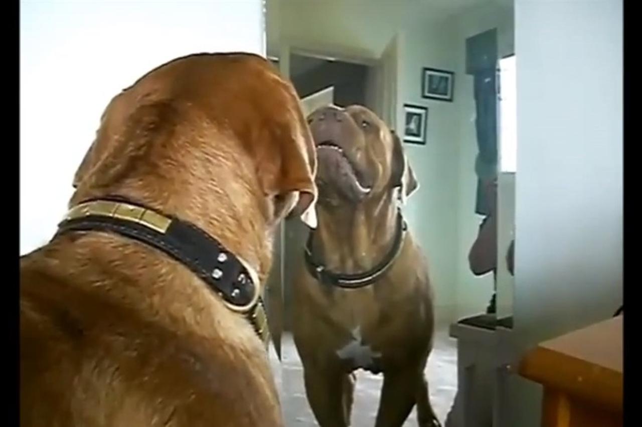 pas i ogledalo