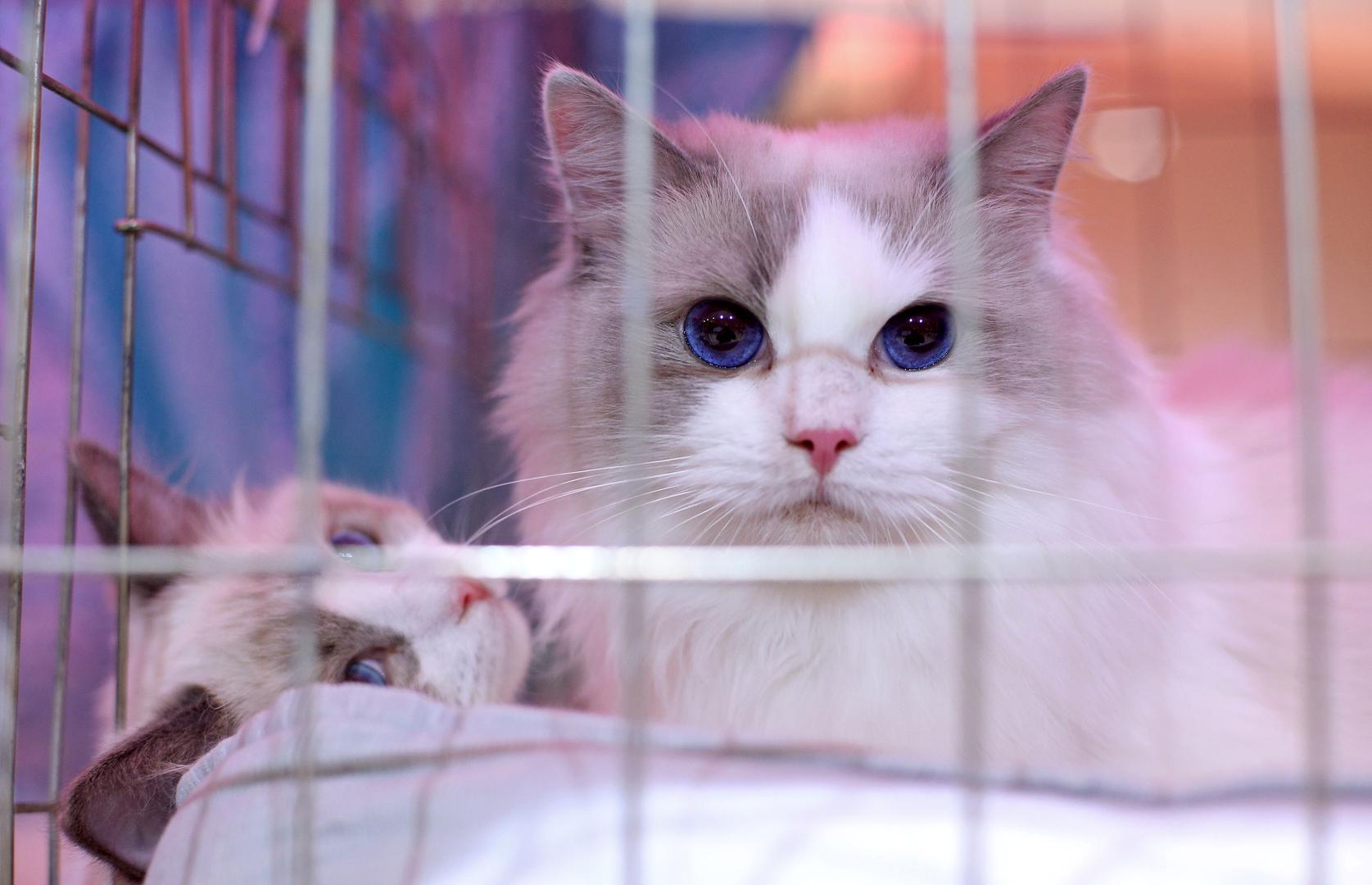 Među najljepšim mačkama na festivalu ističu se ruska plava mačka, čija cijena zna doseći i tri tisuće američkih dolara. 