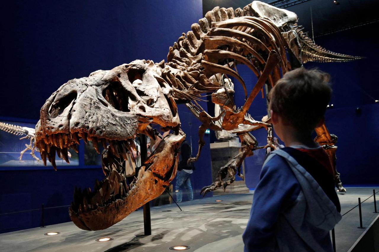 FILE PHOTO: A child looks at a skeleton of a Tyrannosaurus at the French National Museum of Natural History in Paris