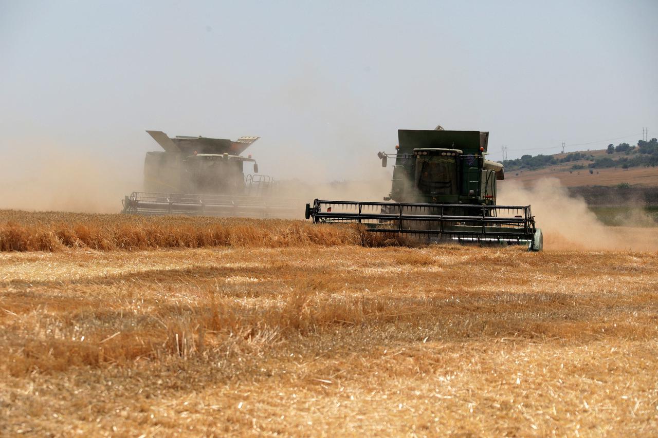 Wheat Harvest - Odesa Region