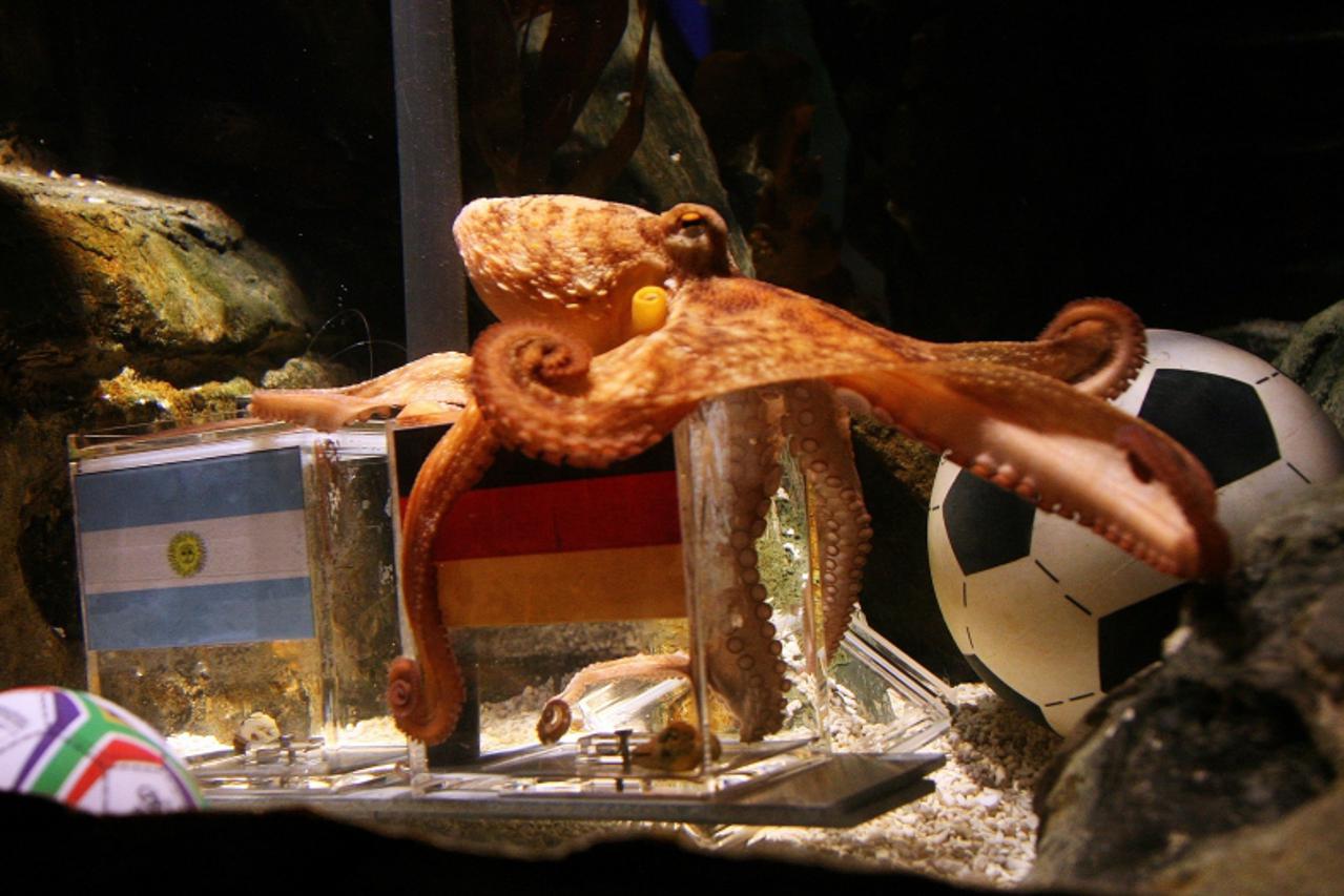 \'An octopus named Paul sits on a box with decorated with a German flag and a a shell inside on June 29, 2010 at the Sea Life aquarium in Oberhausen, western Germany. Paul\'s task is to decide in favo