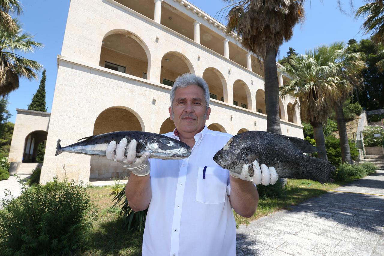 Dr. Jakov Dulčić s Instituta za oceanografiju i ribarstvo s vrstama riba koje su nove u Jadranu