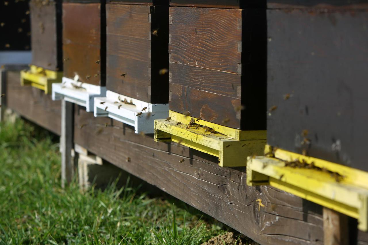 Bosiljevo: Iznadprosječno visoke temperature u veljači izmamile pčele