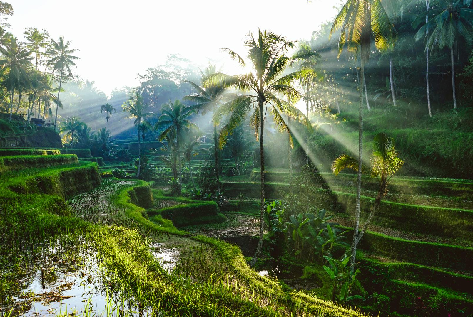 LAV – Osobe rođene u ovom horoskopskom znaku vole mjesta gdje se mogu osjećati kraljevski, a uzbudljivi Bali njihova je idealna destinacija. Tamo će moći uživati u najboljem i najluksuznijem wellnessu.
