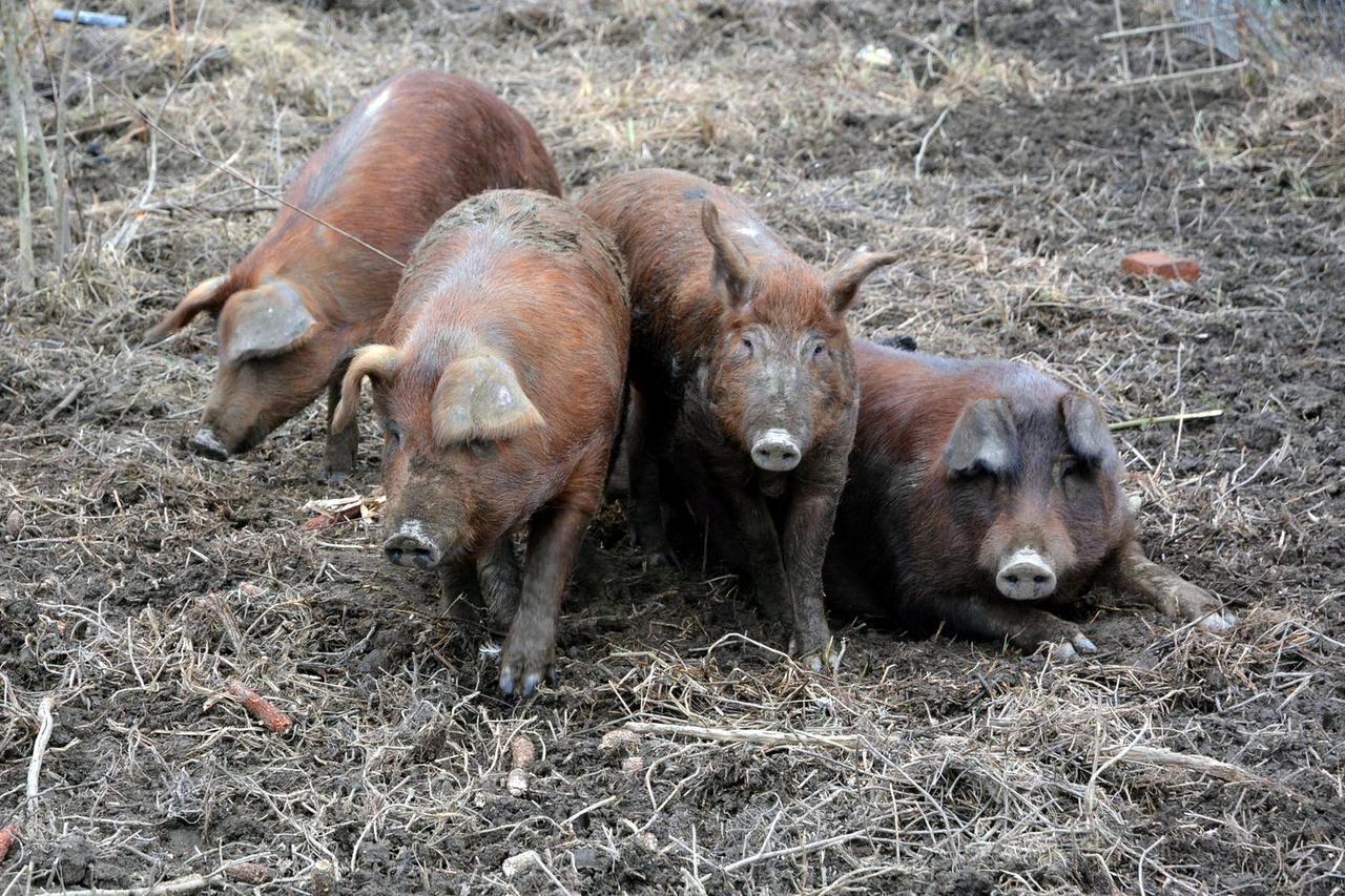 Bjelovar: Uzgoj svinja ameri?ke pasmine durok
