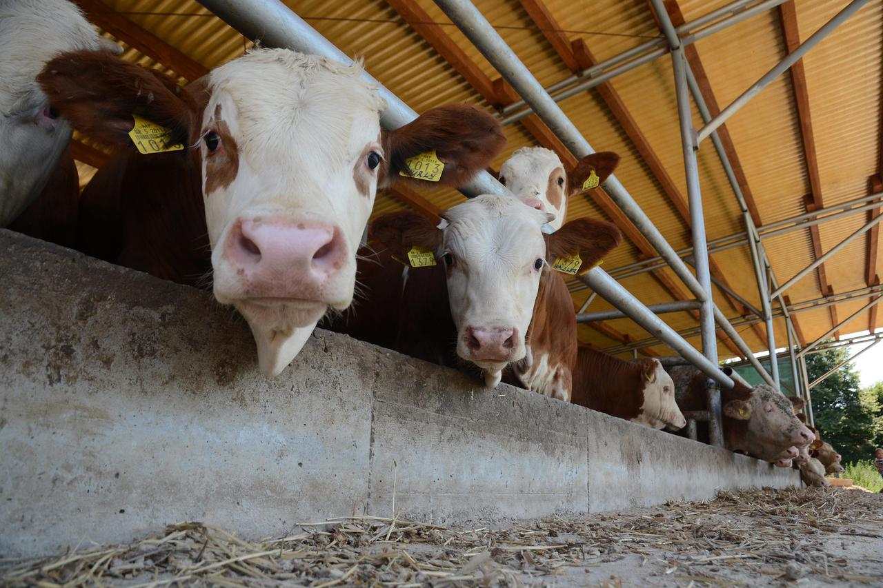 Stara Kapela: OPG Danijel Horvatić bavi se proizvodnjom kravljeg mlijeka i goveđeg mesa