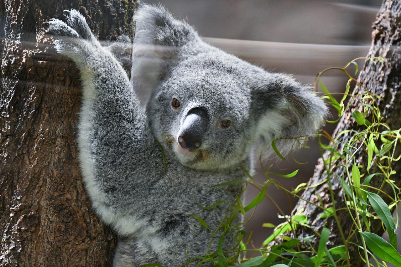 Stuttgart: Koale se sele u svoju novu nastambu u Wilhelmi