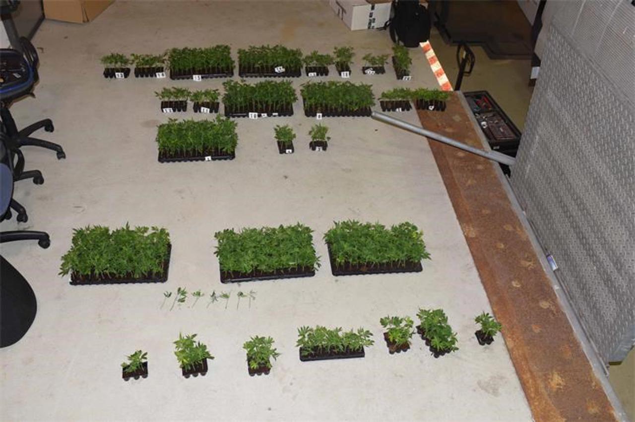 Prevozili 1096 sadnica biljke Cannabis Sative
