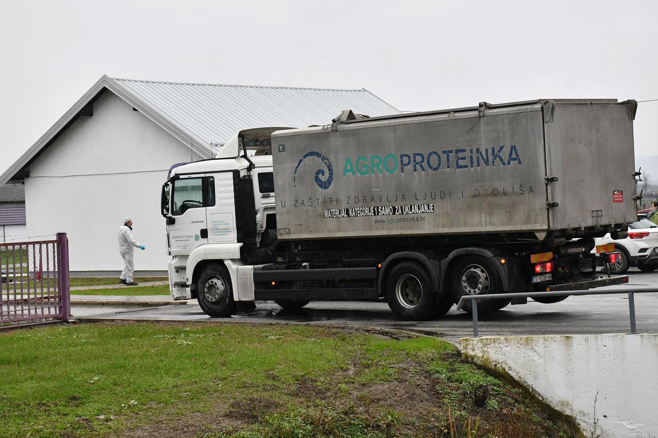 Slavonski Kobaš: Na Vindonovoj farmi purana počelo eutanaziranje i odvoz Agroproteinkinim kamionima