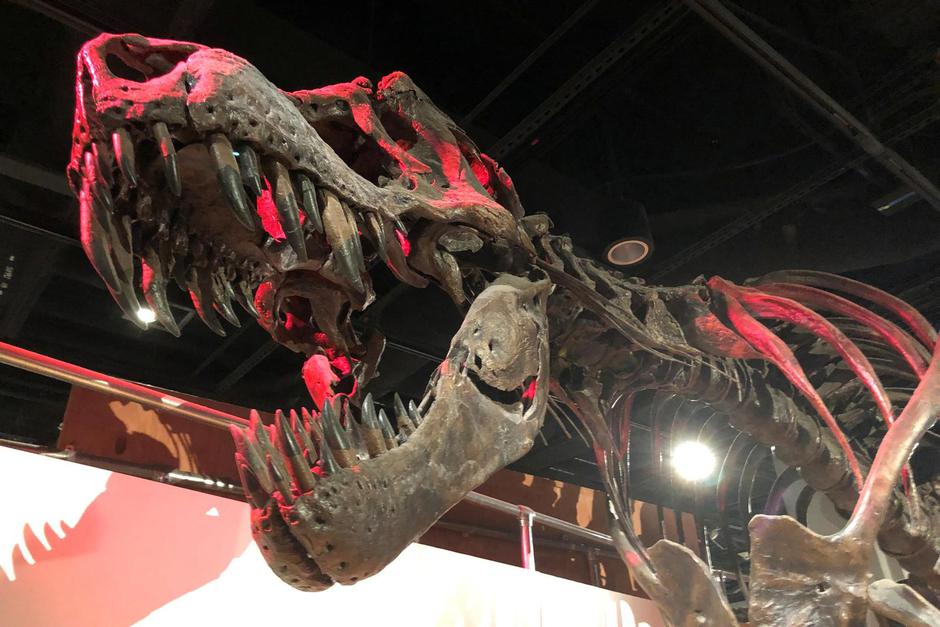 FILE PHOTO: The skeleton of a Tyrannosaurus rex, the large meat-eating dinosaur that lived in western North America