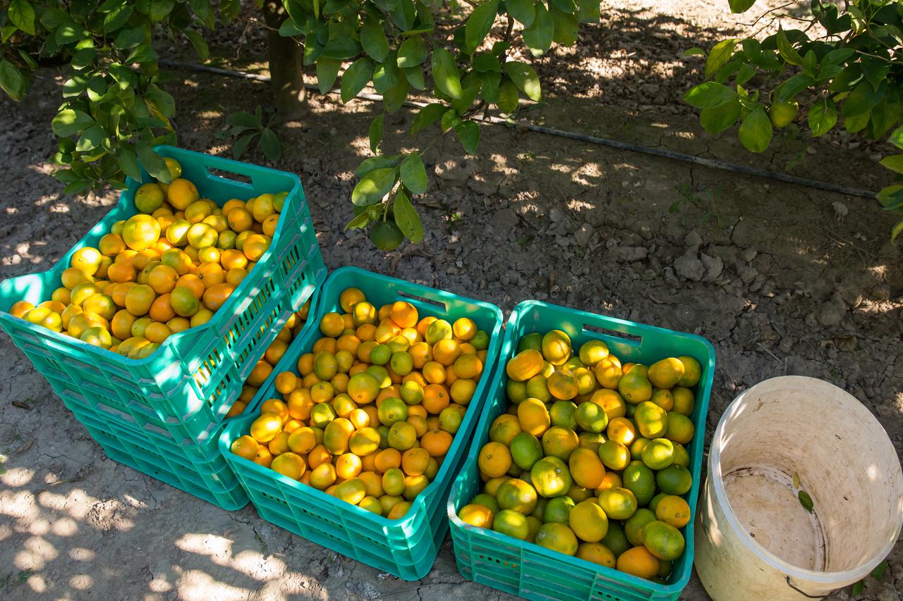 Branje i distribucija mandarina