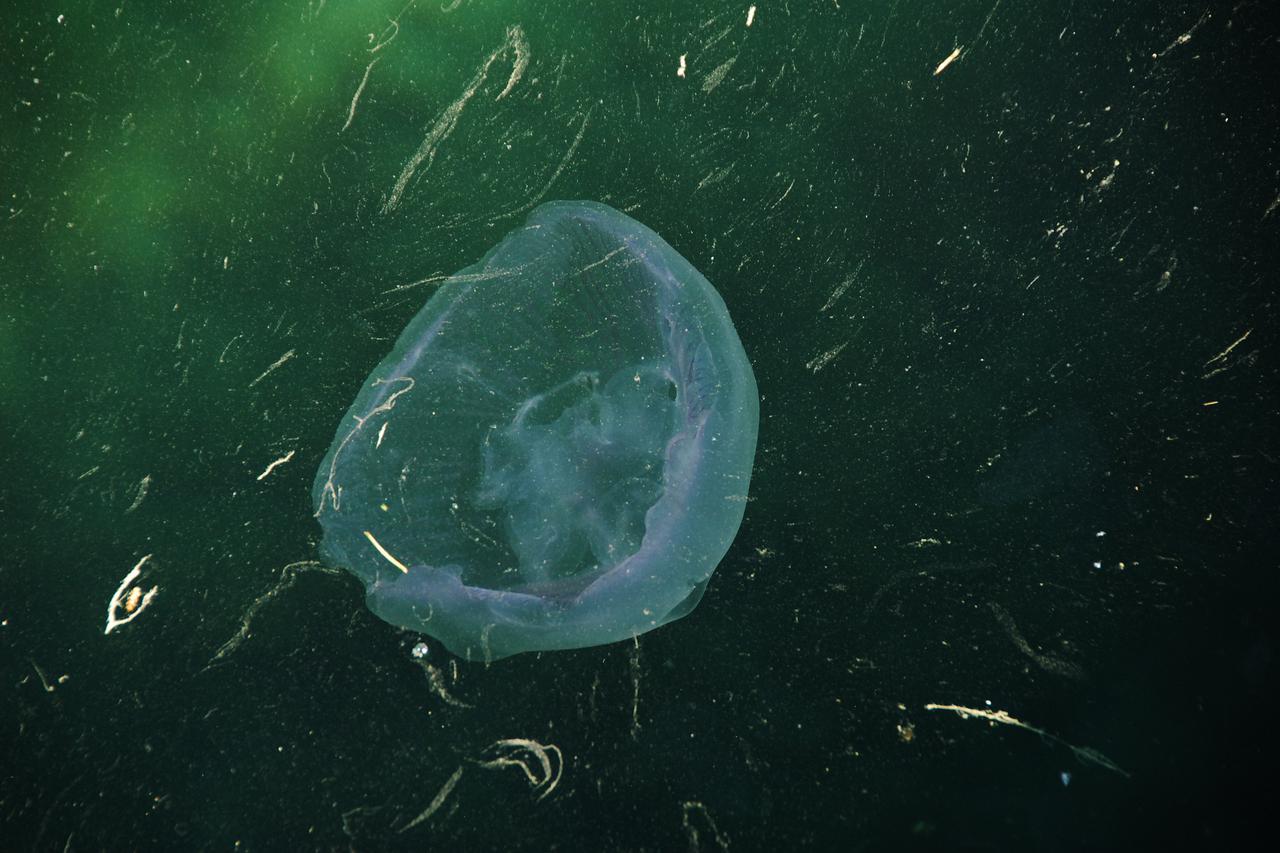 Meduza