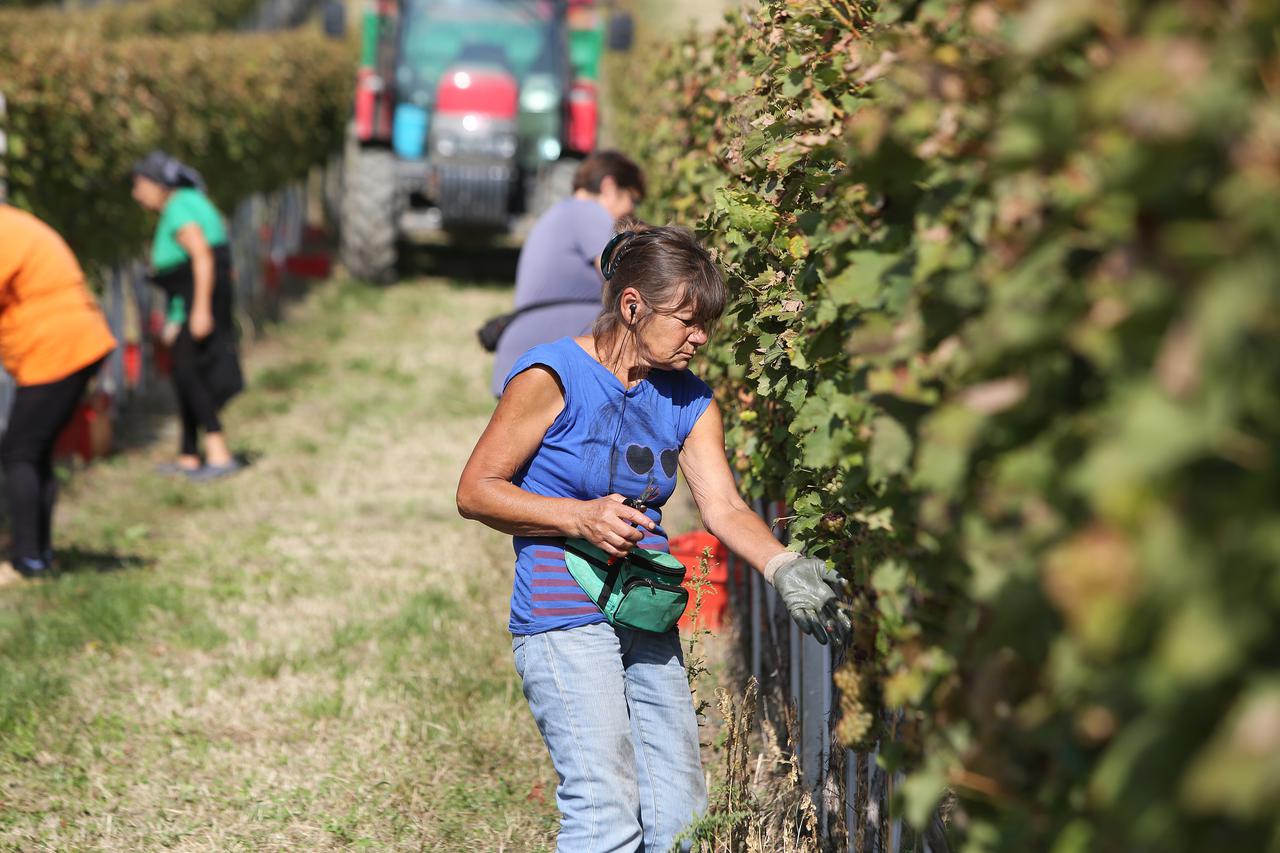 29.09.2016., Suza, Beli Manastir - Berba grozdja u vinogradu obitelji Pinkert. Photo: Marko Mrkonjic/PIXSELL
