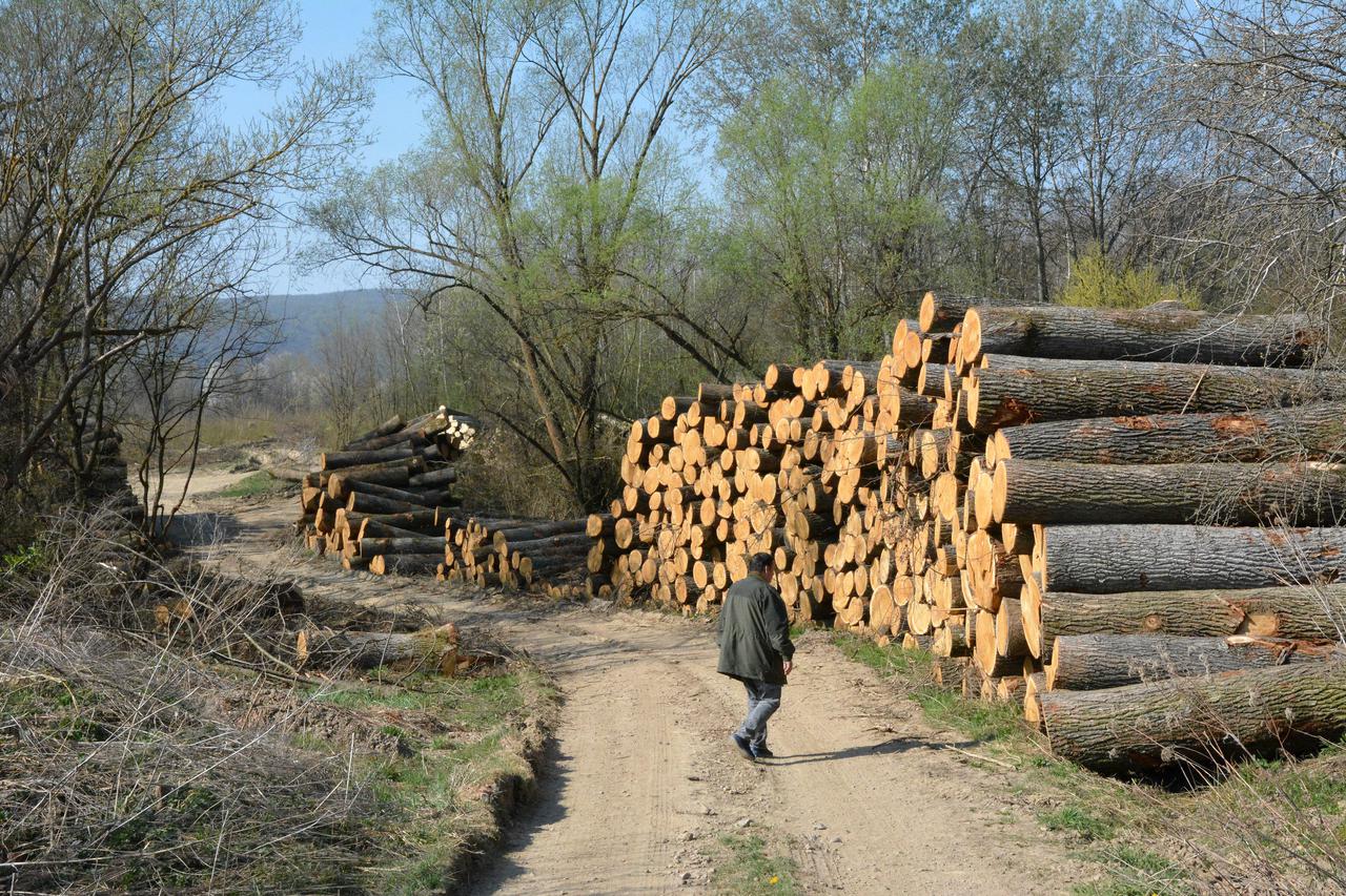 Trapari: Sječa stogodišnje šume pokraj mjesta Trapari