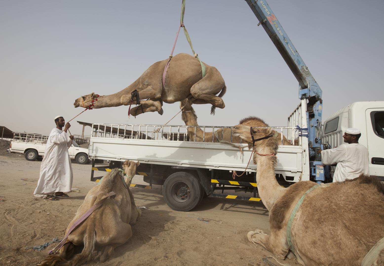 Na tržnici deva u Dohi ove se životinje pažljivo zavežu, pa tek onda utovaruju u kamion