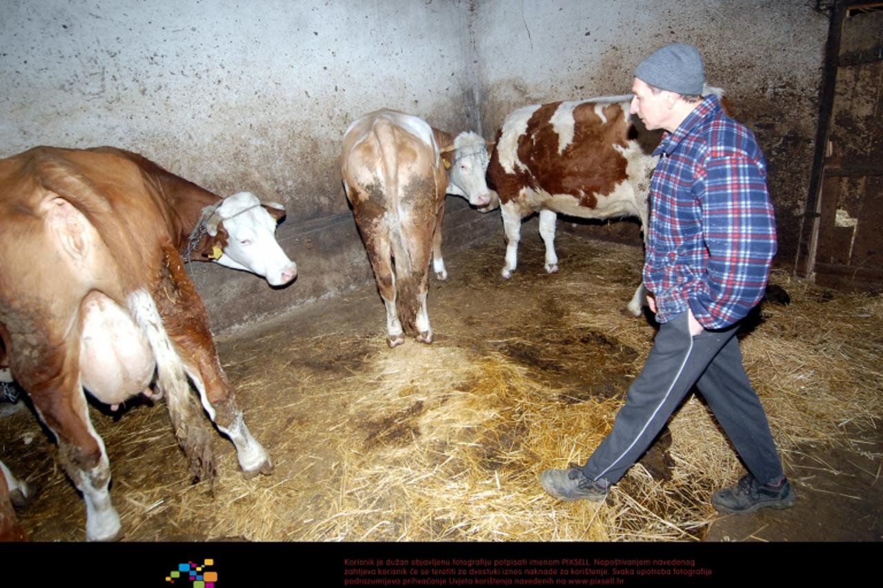 '08.03.2012., Donja Petricka, Bjelovar - Milan Danicic oprasta se od svojih muznih krava. Kako je kreditno zaduzen i ne moze podmirivati svoje obveze jer mljekara s kojoj ima kooperaciju po nekoliko m